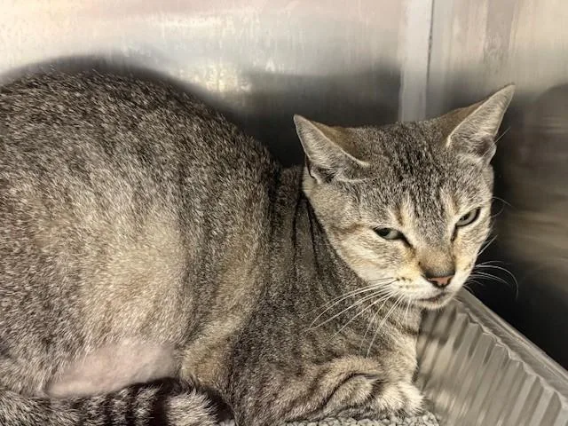 A young large-sized female Domestic Short Hair cat named Dee Dee for adoption in Naples, FL