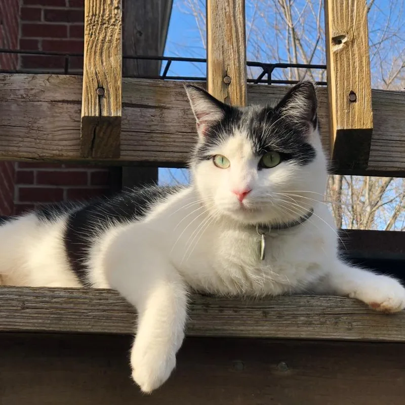 A senior small-sized male Black Domestic Medium Hair cat named Mushu for adoption in Roanoke, VA