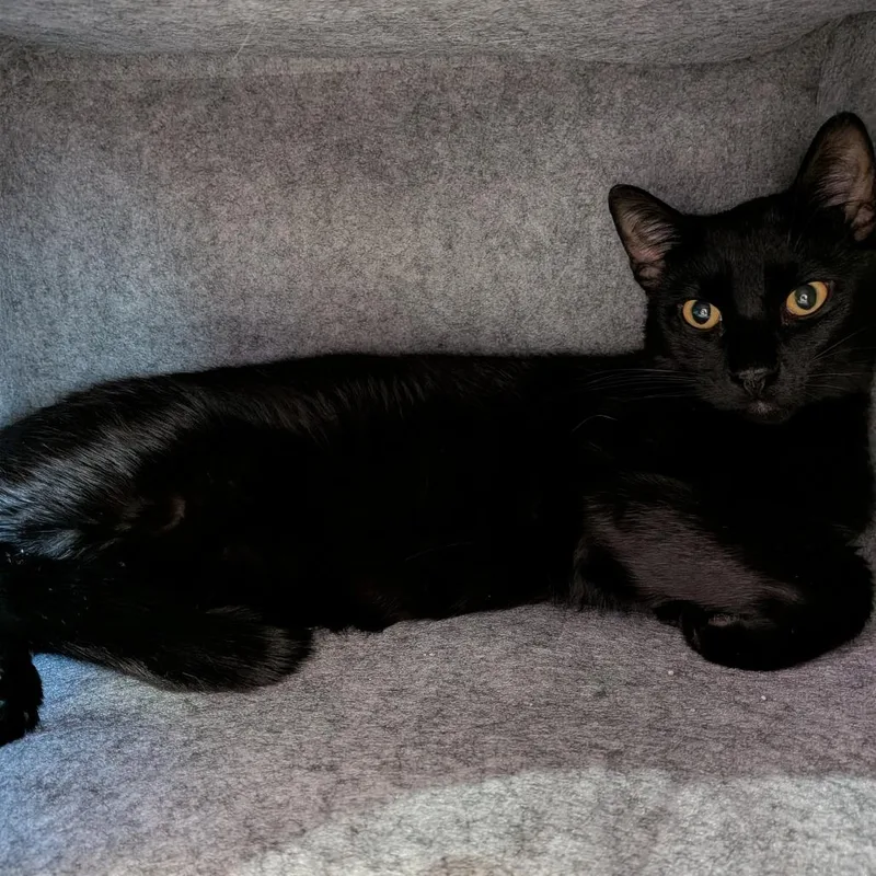 An adult medium-sized male Black Domestic Short Hair cat named Owen for adoption in Springfield, IL