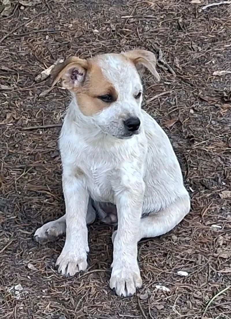 Sammy