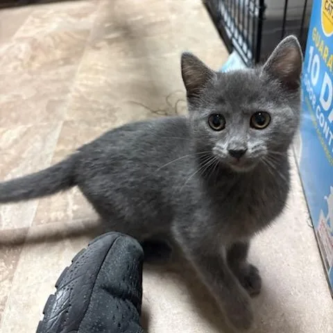 A baby medium-sized female Gray / Blue / Silver Domestic Short Hair cat named Lilith for adoption in Boone, IA