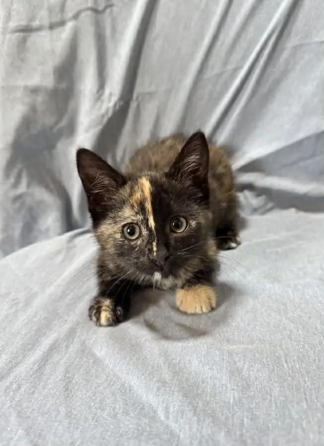 A baby small-sized female Domestic Short Hair cat named Cierra for adoption in Statesboro, GA