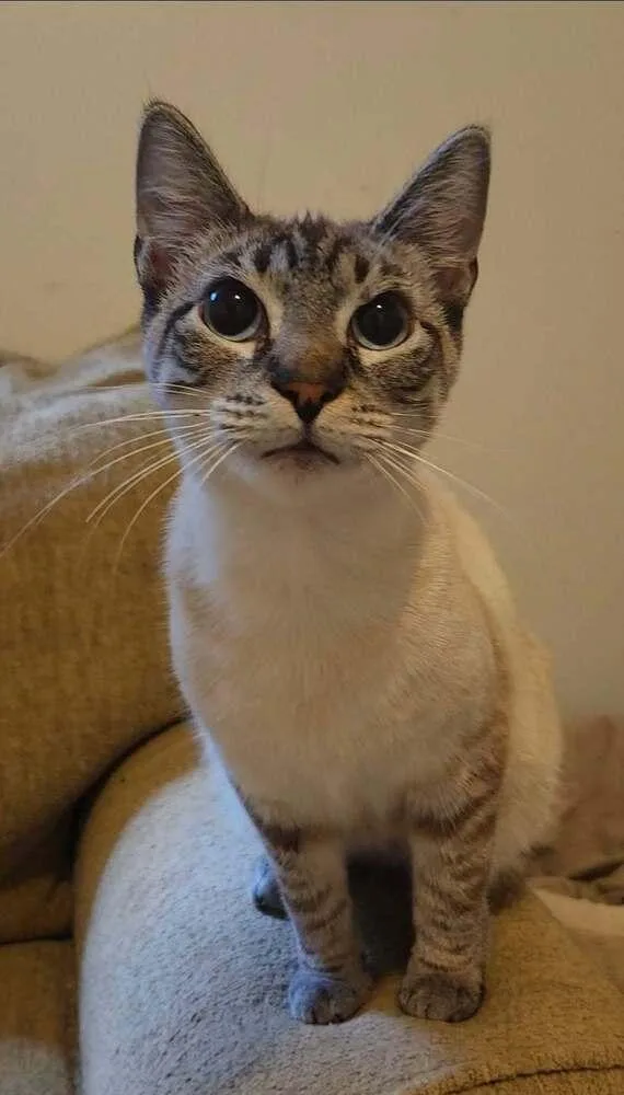 A young medium-sized female Siamese cat named Summer for adoption in Ocala, FL