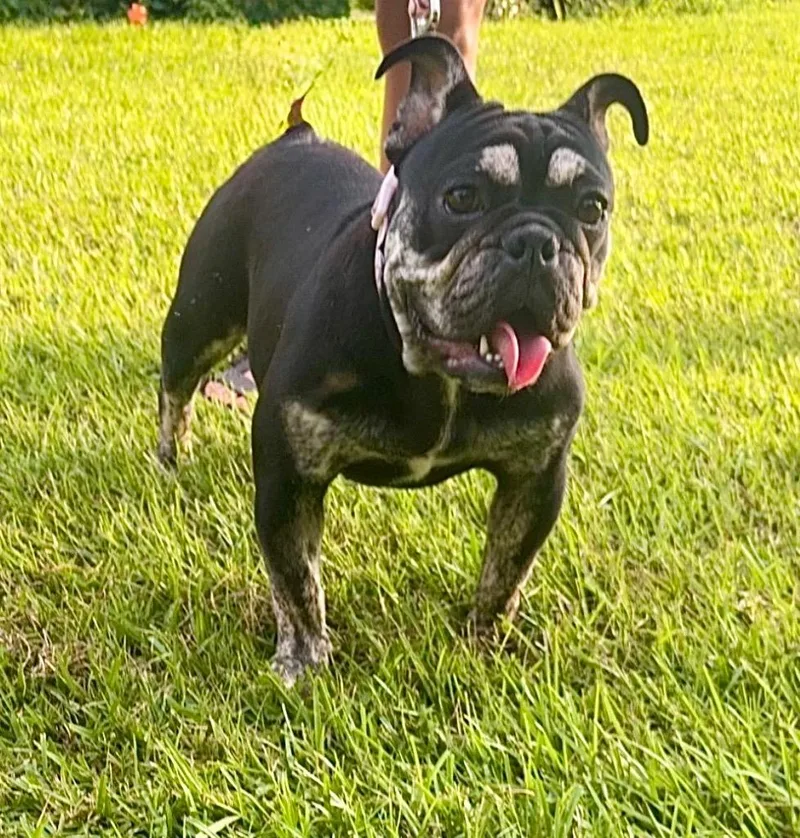A baby medium-sized female English Bulldog dog named Maddie for adoption in Princeton, MA