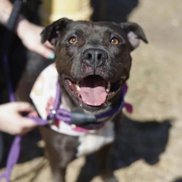 An adult medium-sized female American Staffordshire Terrier dog named Pupasaurus for adoption in San Antonio, TX