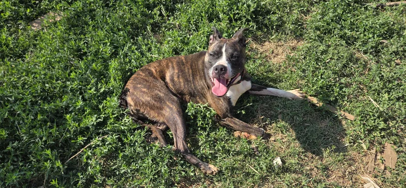 An adult medium-sized female Brindle Pit Bull Terrier dog named Lou Lou for adoption in Evansville, IN