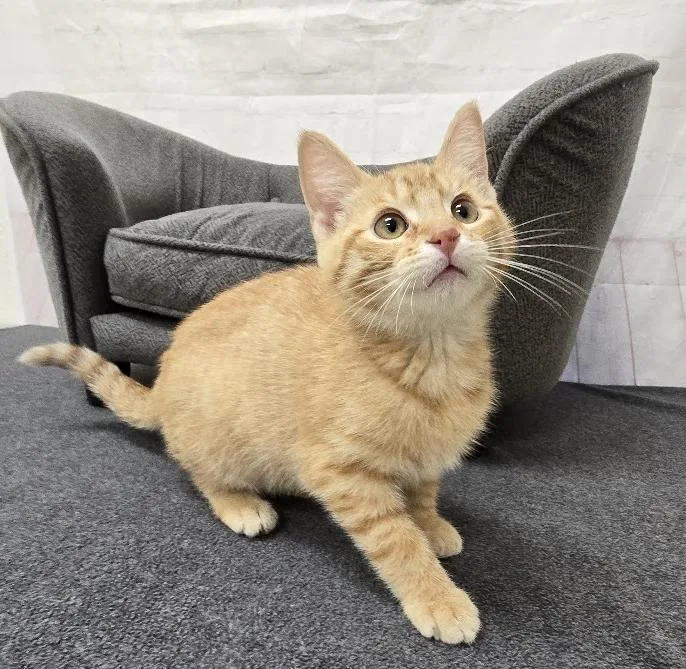 A baby medium-sized male Tabby (Orange / Red) Domestic Short Hair cat named Amos for adoption in Red Wing, MN