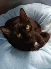 A baby medium-sized female Black Domestic Short Hair cat named Zen for adoption in Seymour, IN