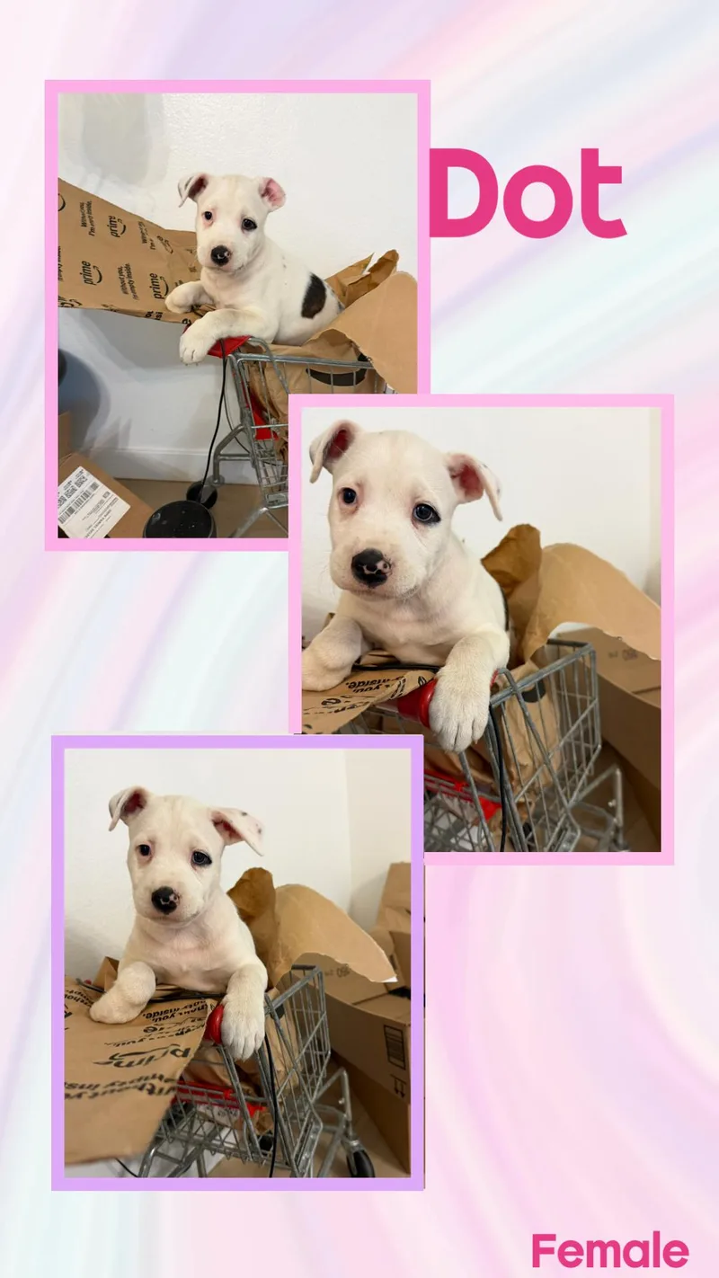A baby medium-sized female Pit Bull Terrier dog named Dot for adoption in Eugene, OR