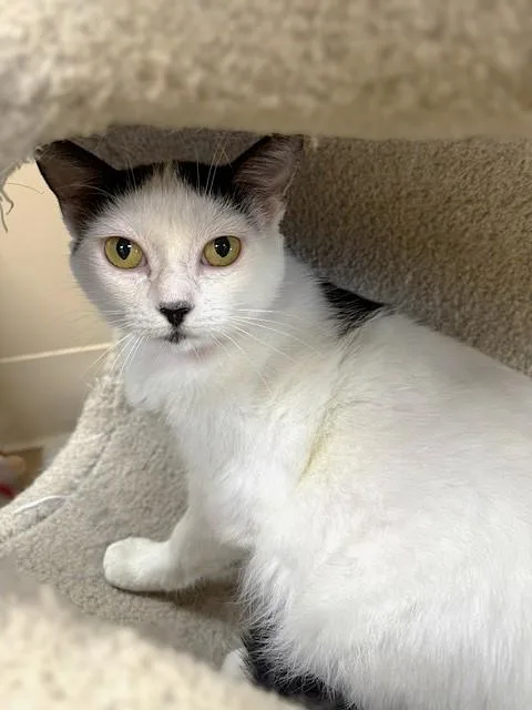 An adult medium-sized female Black & White / Tuxedo Domestic Short Hair cat named Queen of Hearts for adoption in Medina, OH