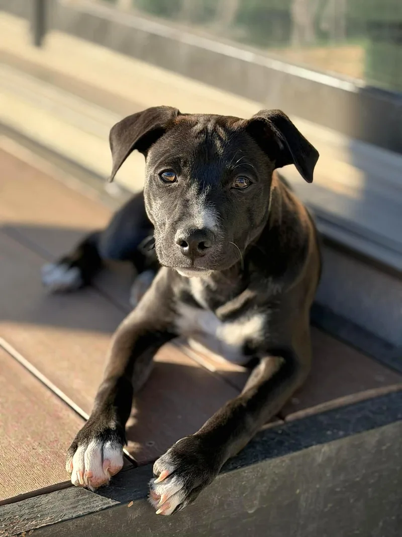 Bruno