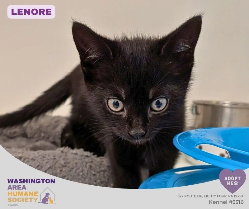 A baby small-sized female Black Domestic Short Hair cat named Lenore for adoption in Eighty Four, PA