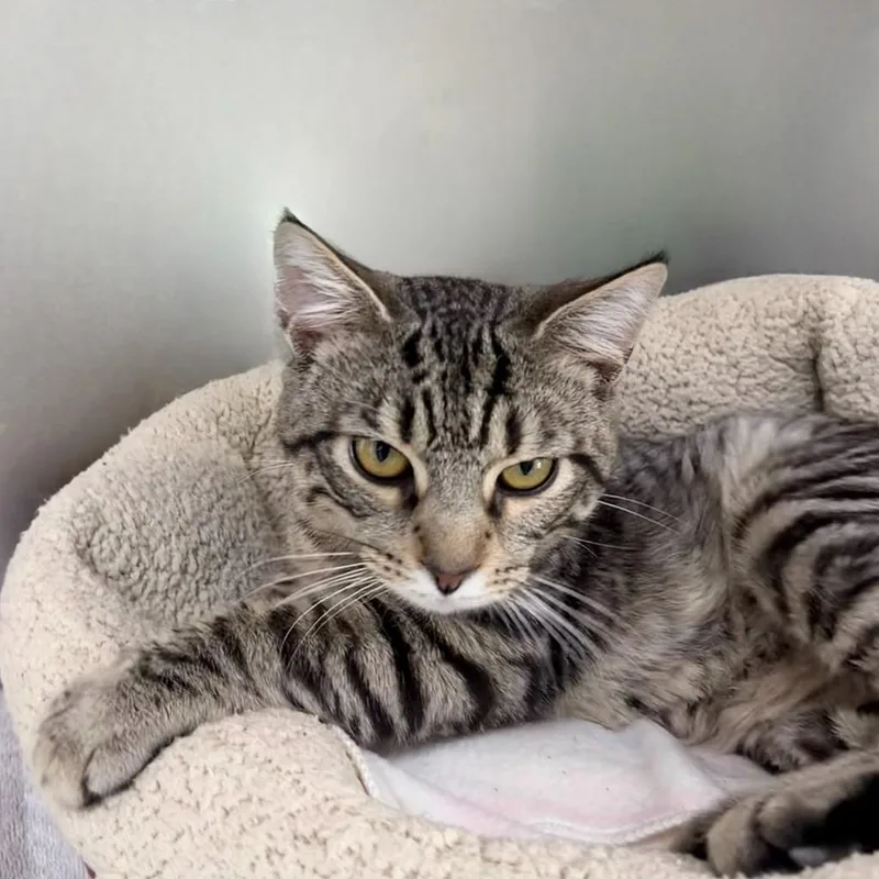 A young small-sized male Domestic Short Hair cat named Williams for adoption in State College, PA