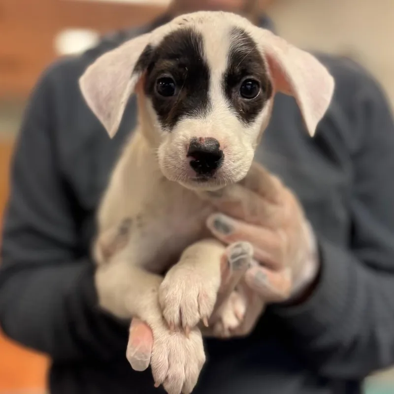 A baby small-sized male Mixed Breed dog named Carl for adoption in Springboro, OH