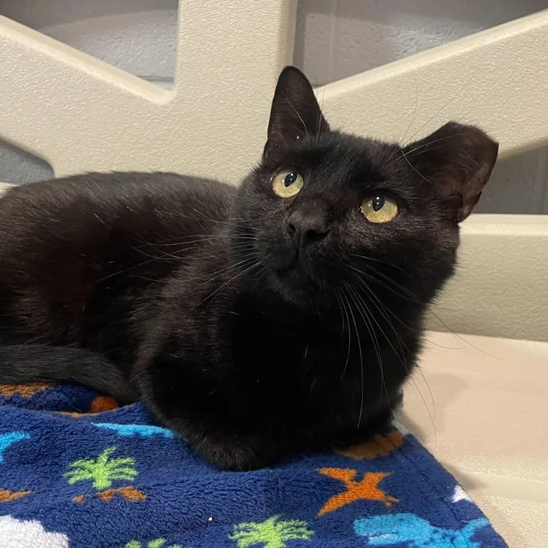 An adult medium-sized male Domestic Short Hair cat named Hershey Bar for adoption in South Bend, IN