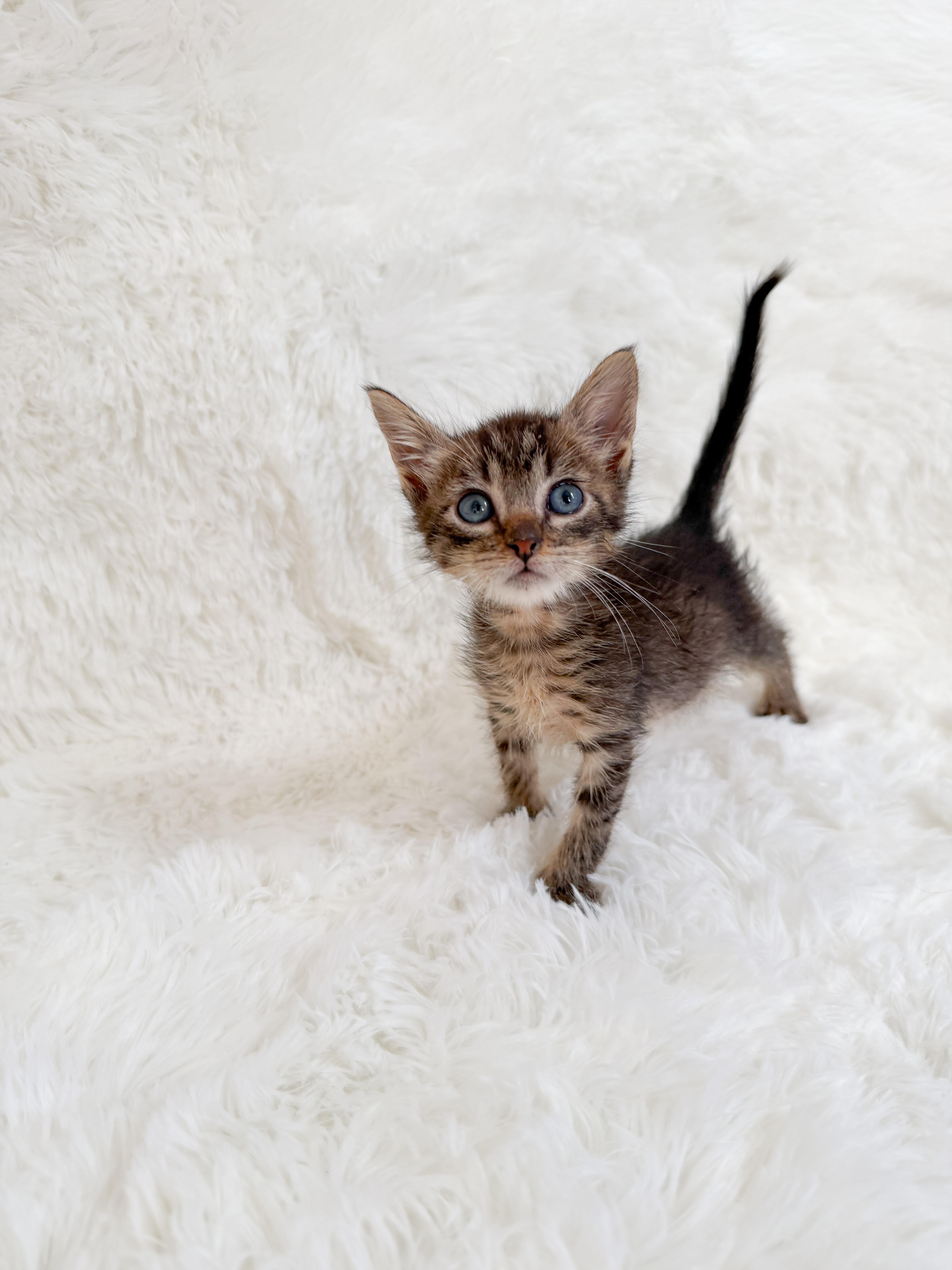 A young medium-sized male Tabby cat named Ena for adoption in New Orleans, LA
