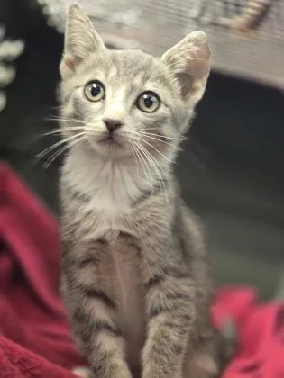 A baby small-sized male Domestic Short Hair cat named Persian for adoption in Houston, TX