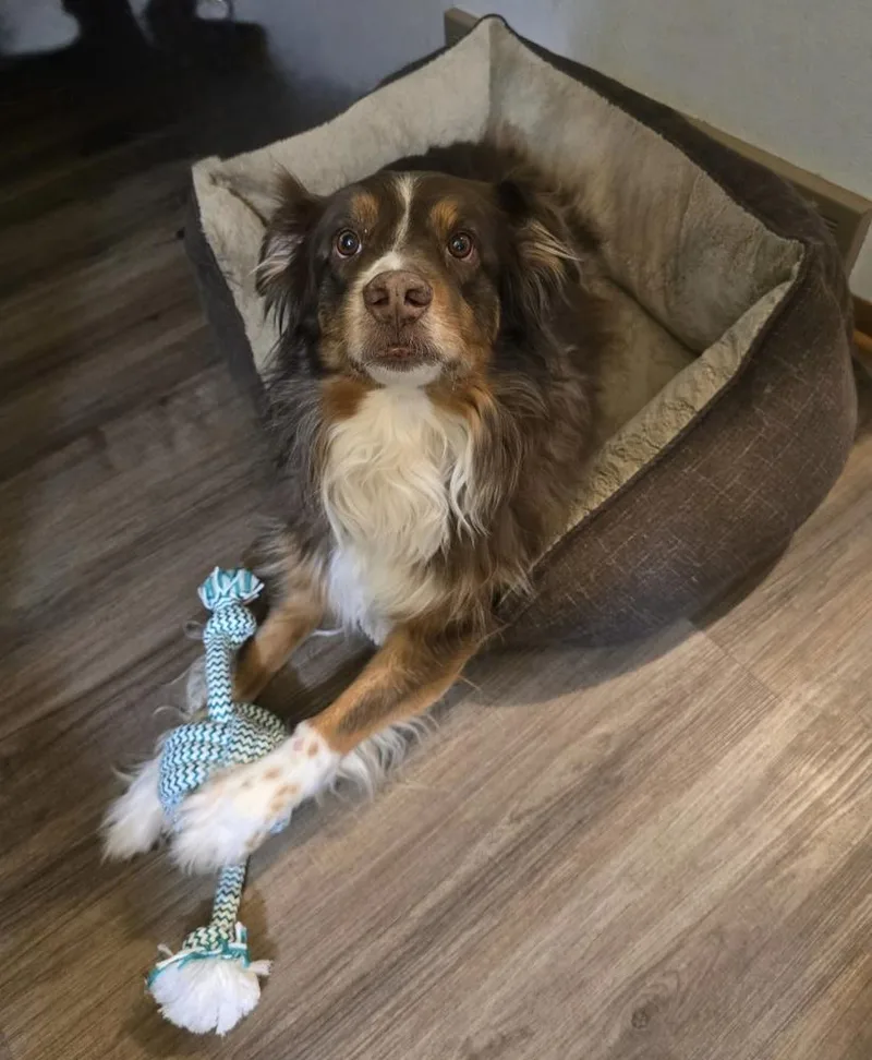An adult medium-sized male Australian Shepherd dog named Ranger for adoption in Ringwood, IL