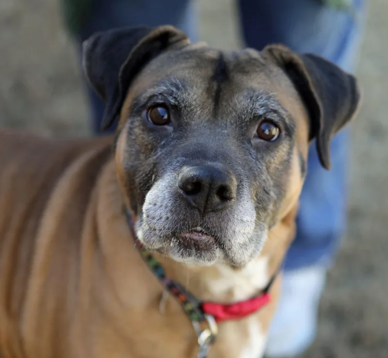 An adult large-sized male Boxer dog named Otis Lizman for adoption in Rockaway, NJ