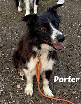 Porter
