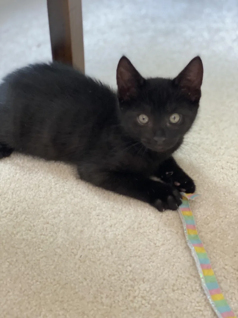A baby small-sized male Domestic Short Hair cat named Tuba for adoption in Bethel Park, PA