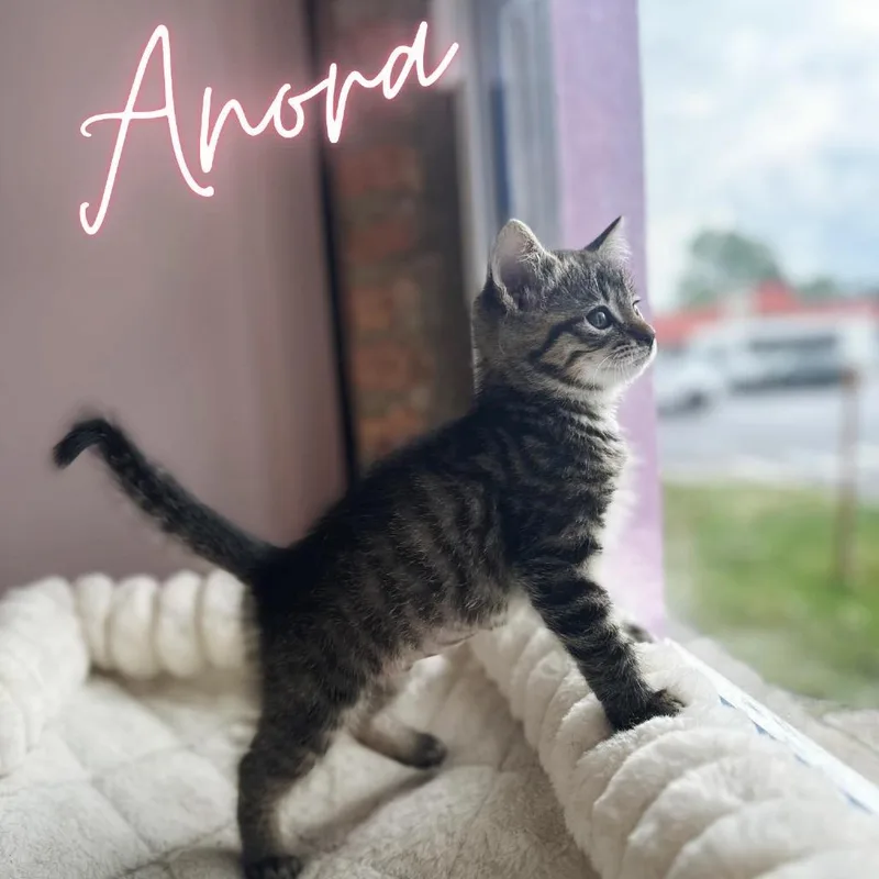 A baby small-sized female Brown / Chocolate Domestic Short Hair cat named Anora for adoption in Forest Park, IL
