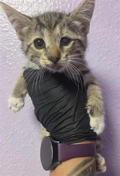 A baby small-sized female Brown / Chocolate Domestic Short Hair cat named 61118768 for adoption in El Paso, TX