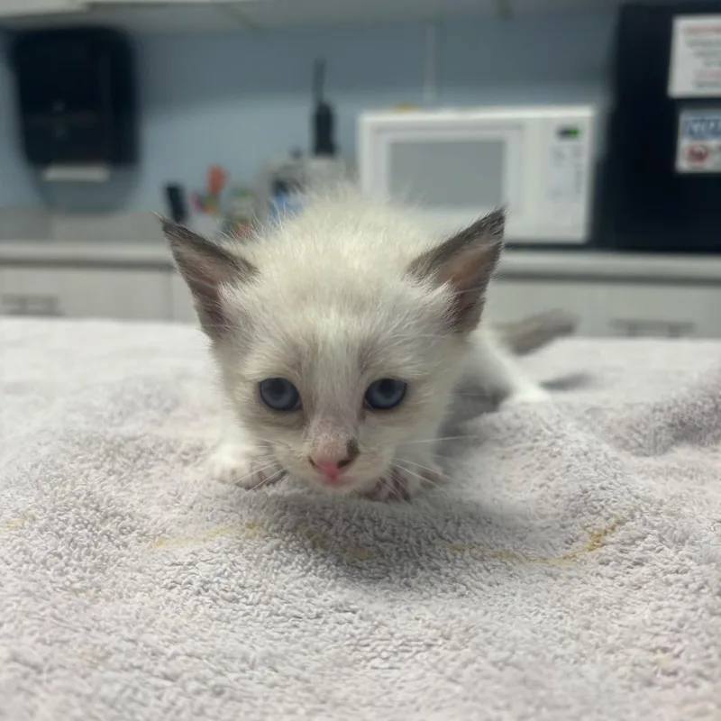 A baby medium-sized male Domestic Short Hair cat named Boo Nugget for adoption in Riverside, CA