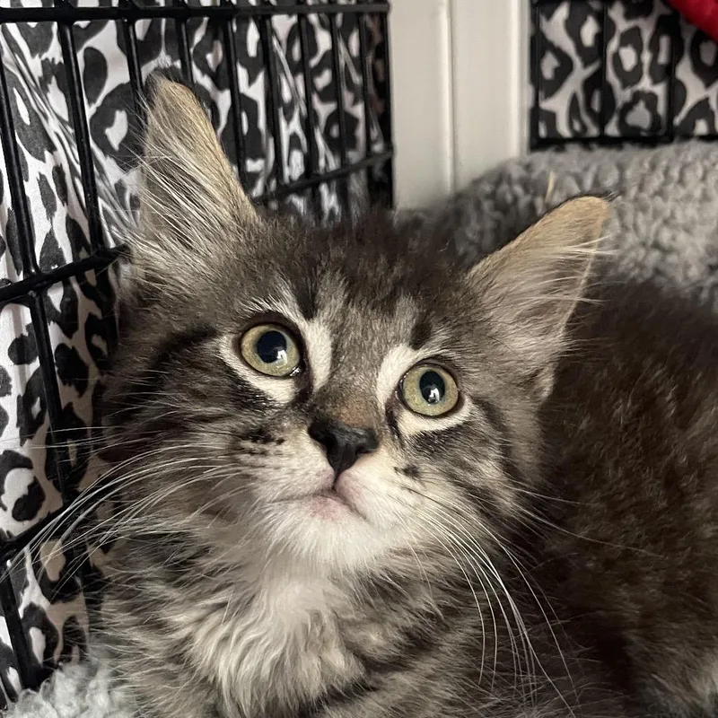 A baby small-sized male Brown / Chocolate Domestic Medium Hair cat named Torrance for adoption in Chicago, IL