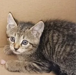 A baby medium-sized male Domestic Short Hair cat named Serrano for adoption in West Memphis, AR