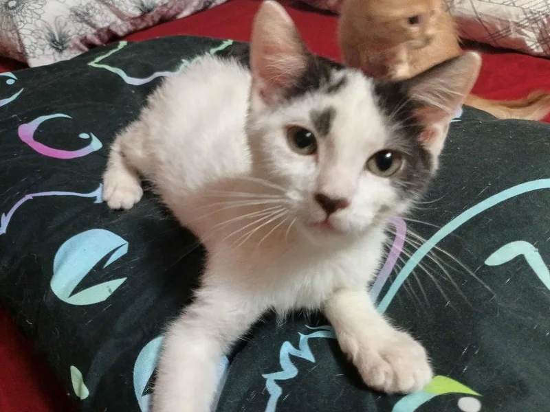 A baby medium-sized male Domestic Medium Hair cat named Denny for adoption in San Antonio, TX