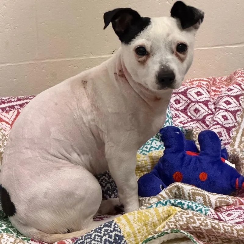 A young small-sized female Chihuahua dog named Suzie for adoption in Waukesha, WI