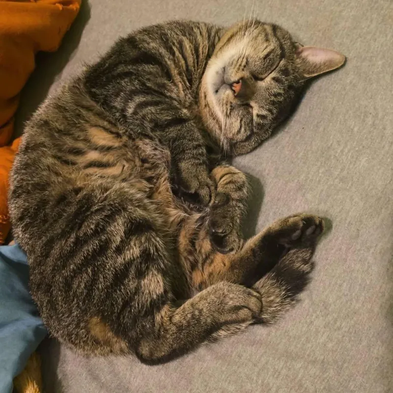 Roscoe  Nc thumbnail 3