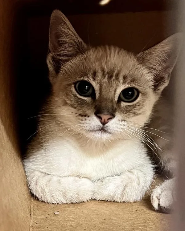 A baby small-sized female Domestic Short Hair cat named Tati for adoption in Novato, CA