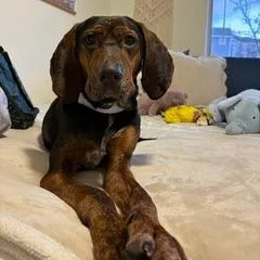 An adult medium-sized male Black Coonhound dog named Hank for adoption in Harrisonburg, VA