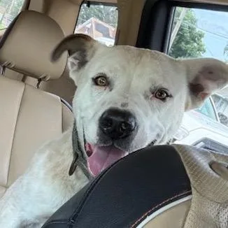 A young medium-sized male White / Cream Pit Bull Terrier dog named Meiko for adoption in East Saint Louis, IL