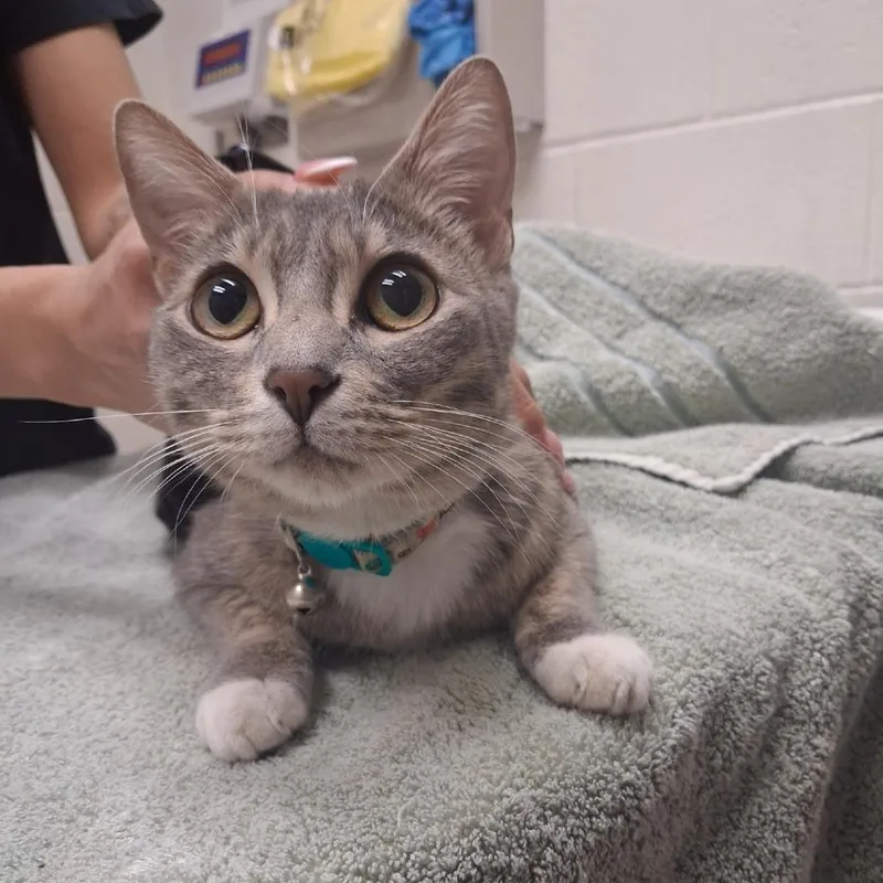 An adult medium-sized female Domestic Short Hair cat named Lilly for adoption in Murray, UT