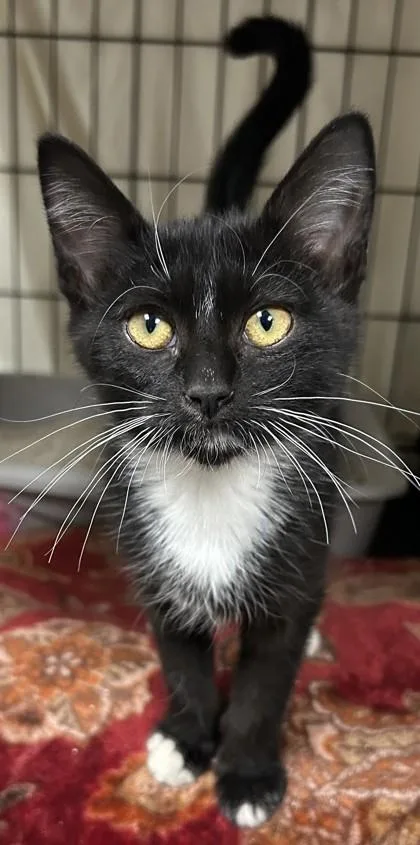 A young small-sized female Domestic Short Hair cat named Ziamora for adoption in Phoenix, AZ