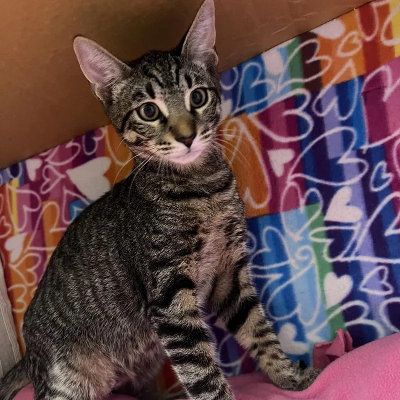 A baby medium-sized male Brown / Chocolate Domestic Short Hair cat named Tom for adoption in Naples, FL
