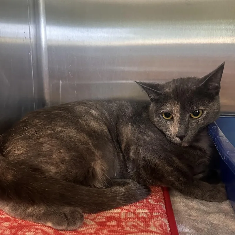 An adult medium-sized female Tortoiseshell Domestic Short Hair cat named Venus for adoption in Columbia Station, OH