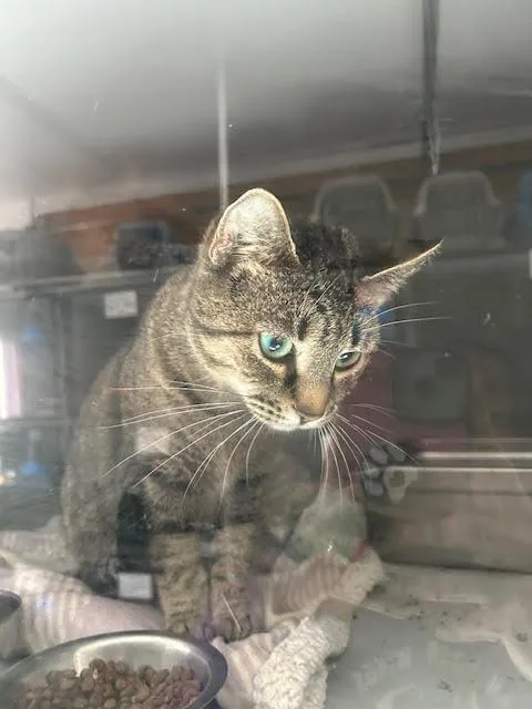 An adult medium-sized female Tabby (Brown / Chocolate) Domestic Short Hair cat named Biscuit for adoption in Anoka, MN