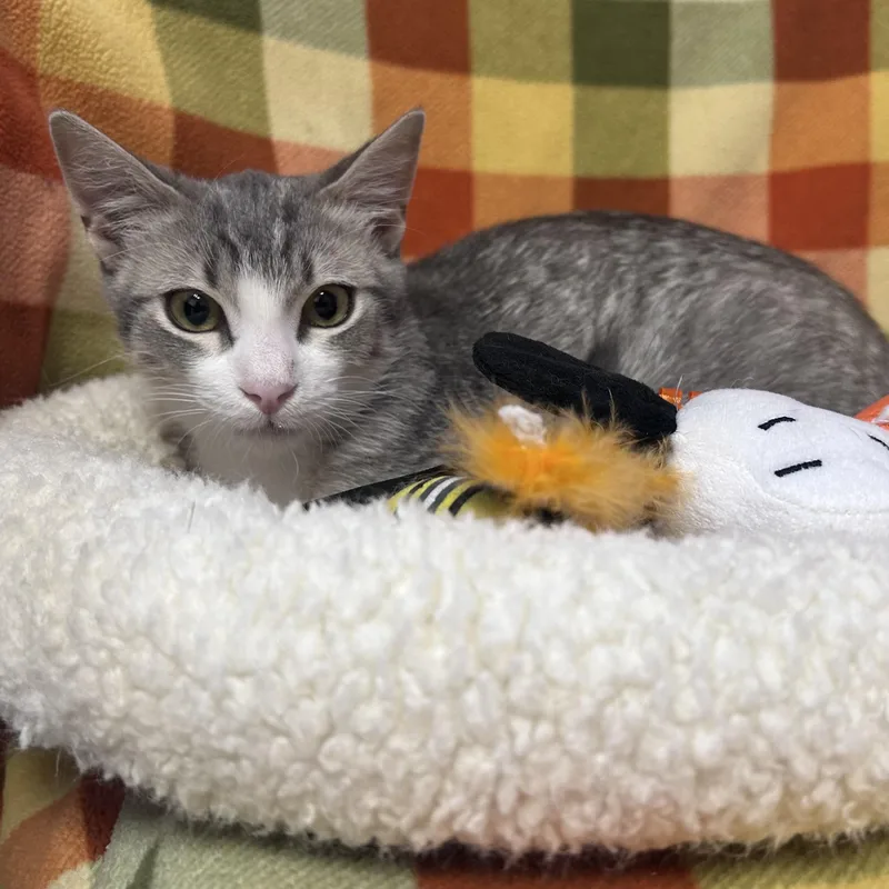 A baby small-sized male Domestic Short Hair cat named Opie for adoption in Fountain Hills, AZ