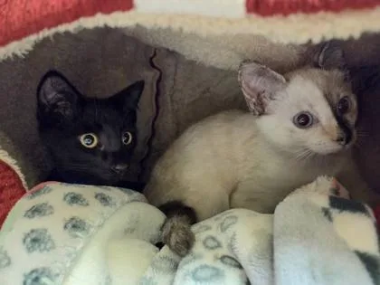 A baby small-sized female Domestic Short Hair cat named Butter for adoption in Westland, MI