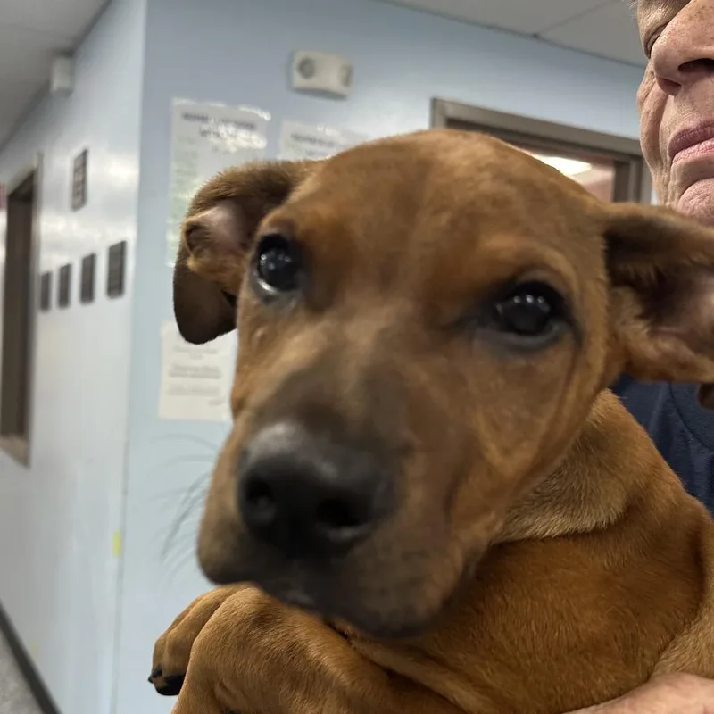 A baby medium-sized male Brown / Chocolate Mixed Breed dog named Scooby Doo for adoption in Binghamton, NY