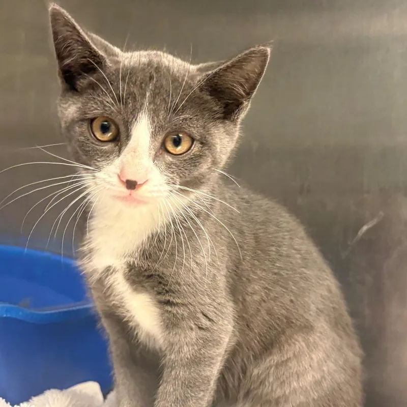 A baby small-sized male Gray / Blue / Silver Domestic Short Hair cat named Crabcake for adoption in East Hanover, NJ