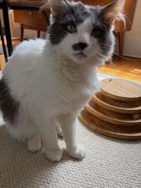 An adult medium-sized male Domestic Long Hair cat named Floofy for adoption in New York, NY