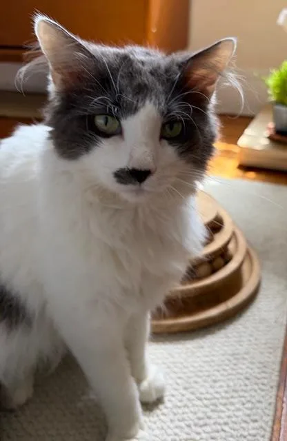 Floofy thumbnail 2