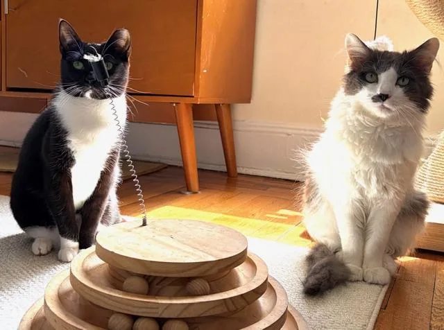 Floofy thumbnail 3