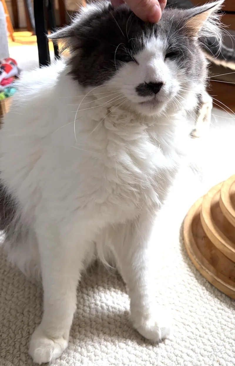 Floofy thumbnail 4