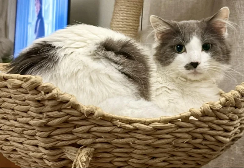 Floofy thumbnail 5